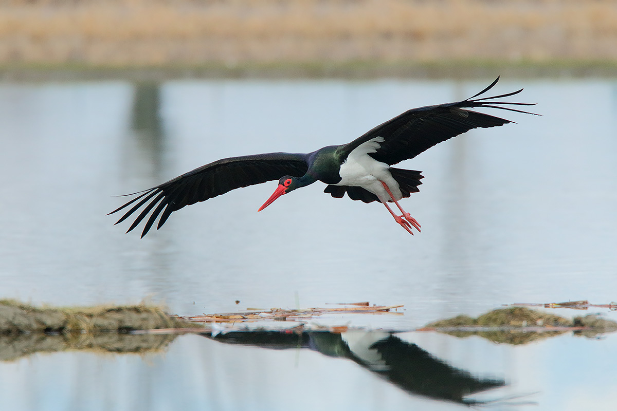 Ad ali spiegate, il sogno di Icaro.